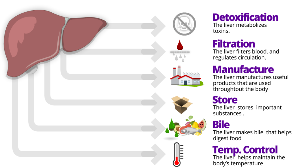 What the Liver Does Cirrhosis Care